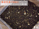 原料バルク　茉莉花茶（F9301）